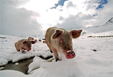 Pigs in snowy landscape