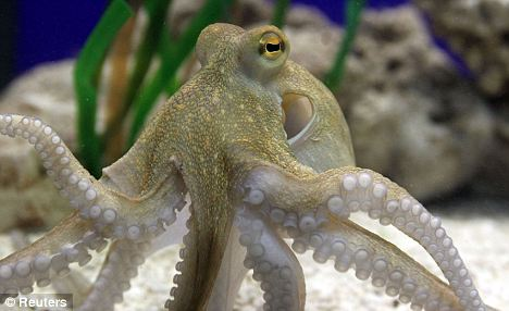 “神算子”章魚(yú)哥“后繼有人” 保羅二世與公眾見(jiàn)面