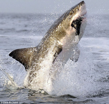 驚心動魄！攝影師捕捉大白鯊捕食瞬間(圖)