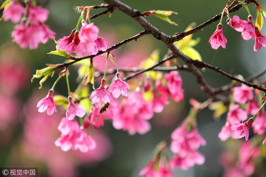 踏青季：春天盛開的9種鮮花 哪一種最美？（組圖）