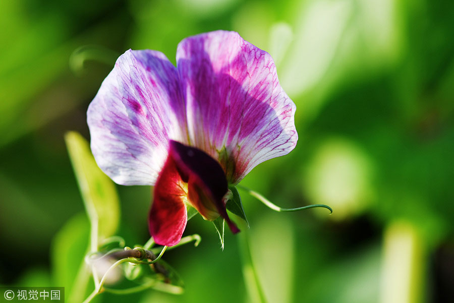踏青季：春天盛開的9種鮮花 哪一種最美？（組圖）