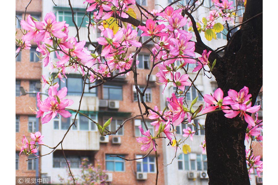 踏青季：春天盛開(kāi)的9種鮮花 哪一種最美？（組圖）
