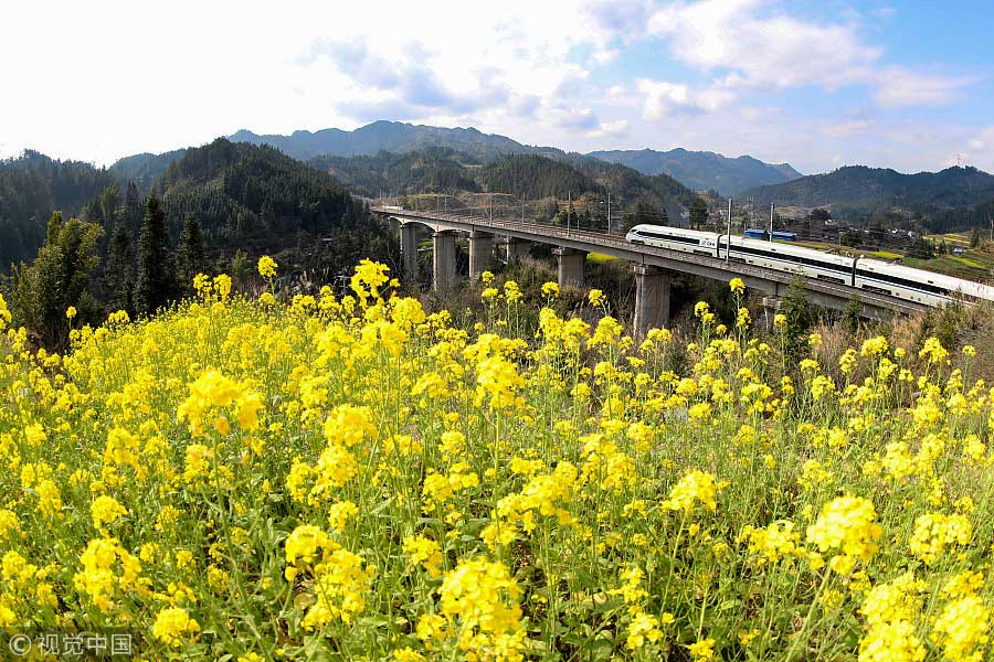 踏青季：春天盛開的9種鮮花 哪一種最美？（組圖）