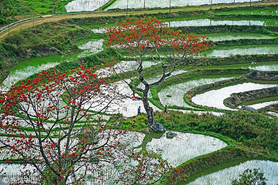 踏青季：春天盛開的9種鮮花 哪一種最美？（組圖）