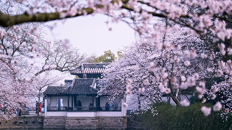 無(wú)錫黿頭渚櫻花盛開(kāi) 景色醉人（組圖）
