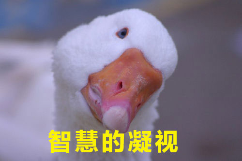 如何高級又委婉地表達(dá)“你很蠢”？