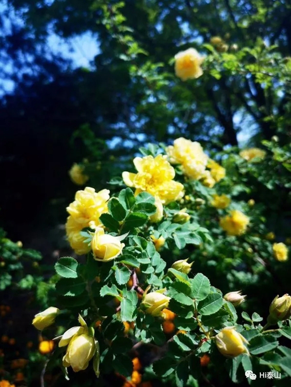 Early summer glitters at Mount Tai