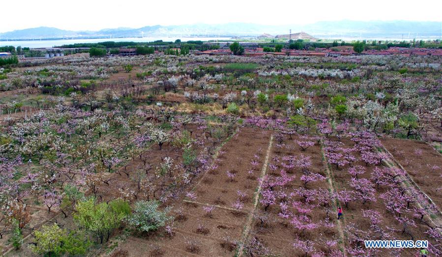 In pics: blooming flowers in Huailai county, N China's Hebei
