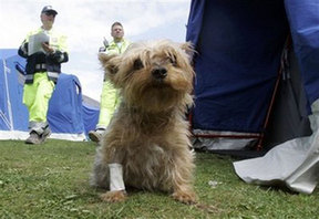 Care arrives for pets lost, injured in Italy quake