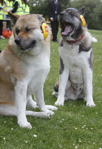 Who makes the loudest bark in the world?