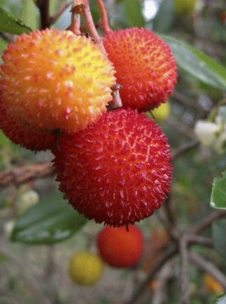 女人亂吃7種水果易毀容